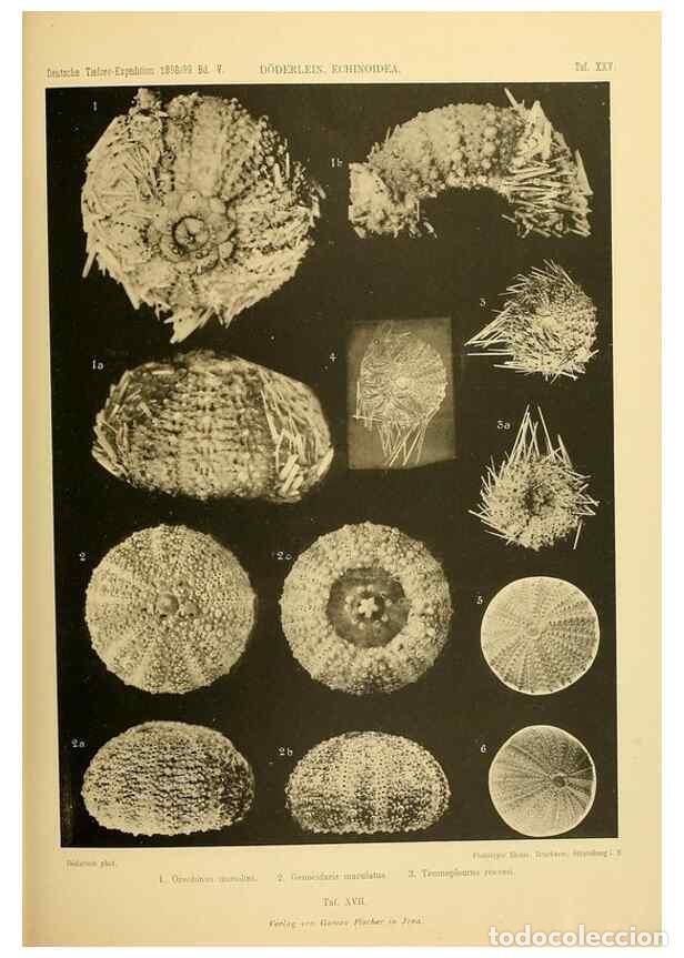 Collection Magazines and Newspapers: Reproducci&oacute;n/Reproduction 49484389098: Wissenschaftliche Ergebnisse der Deutschen Tiefsee-Expedition