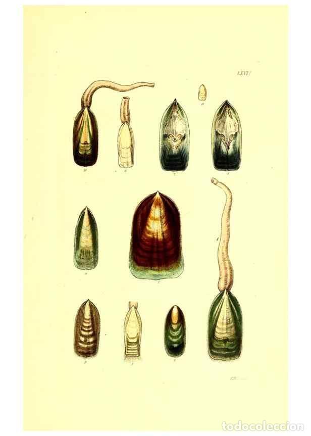 Collection Magazines and Newspapers: Reproducci&oacute;n/Reproduction 49492057947: Thesaurus conchyliorum, or, Monographs of genera of shells. L