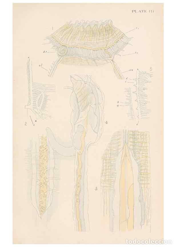 Collection Magazines and Newspapers: Reproducci&oacute;n/Reproduction 49488584447: The British Tunicata;. London,Printed for the Ray society,190