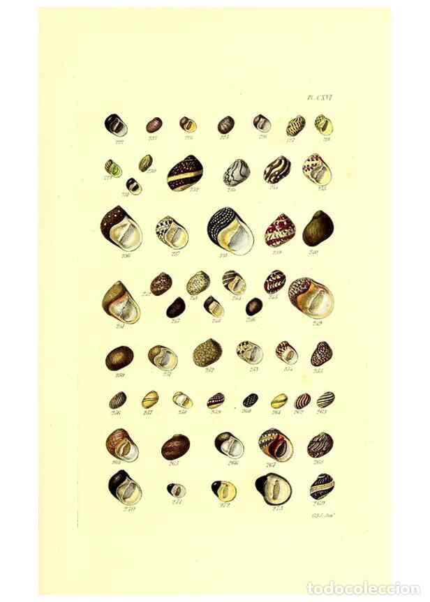 Collection Magazines and Newspapers: Reproducci&oacute;n/Reproduction 49491416623: Thesaurus conchyliorum, or, Monographs of genera of shells. L