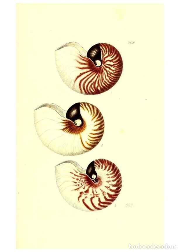 Collection Magazines and Newspapers: Reproducci&oacute;n/Reproduction 49492122882: Thesaurus conchyliorum, or, Monographs of genera of shells. L