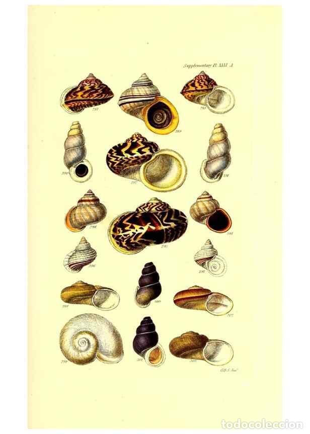 Collection Magazines and Newspapers: Reproducci&oacute;n/Reproduction 49492124412: Thesaurus conchyliorum, or, Monographs of genera of shells. L
