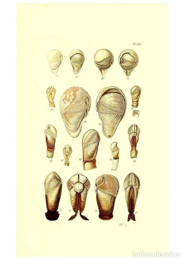 Collection Magazines and Newspapers: Reproducci&oacute;n/Reproduction 49492125537: Thesaurus conchyliorum, or, Monographs of genera of shells. L