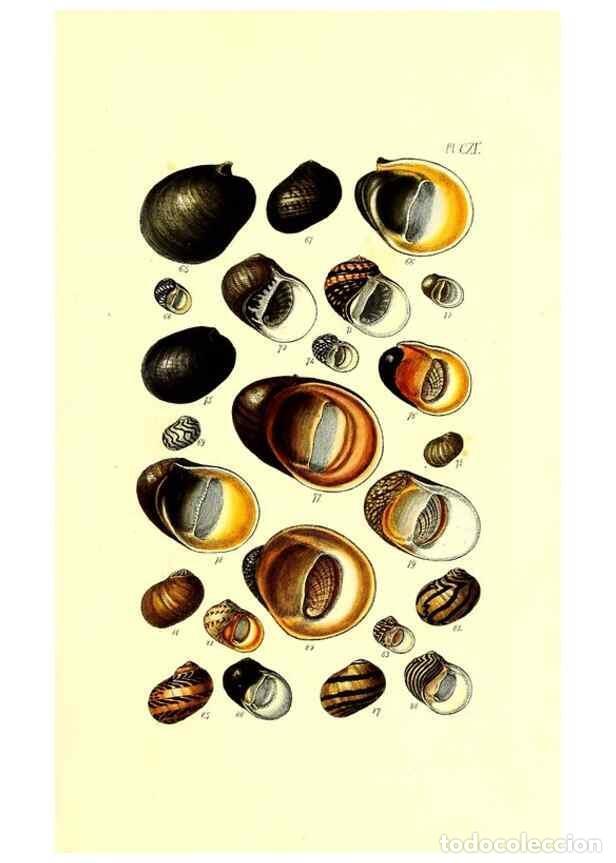 Collection Magazines and Newspapers: Reproducci&oacute;n/Reproduction 49491916621: Thesaurus conchyliorum, or, Monographs of genera of shells. L