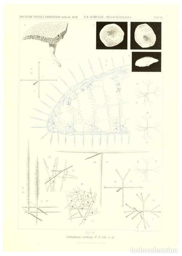 Collection Magazines and Newspapers: Reproducci&oacute;n/Reproduction 49484245883: Wissenschaftliche Ergebnisse der Deutschen Tiefsee-Expedition