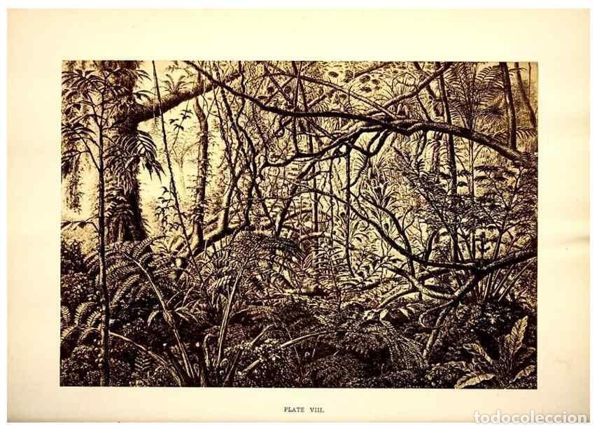 Collection Magazines and Newspapers: Reproducci&oacute;n/Reproduction 49468061618: Twenty-four views of the vegetation of the coasts and islands