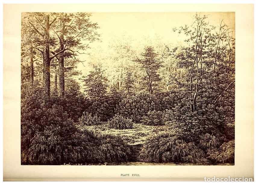 Collection Magazines and Newspapers: Reproducci&oacute;n/Reproduction 49468065103: Twenty-four views of the vegetation of the coasts and islands