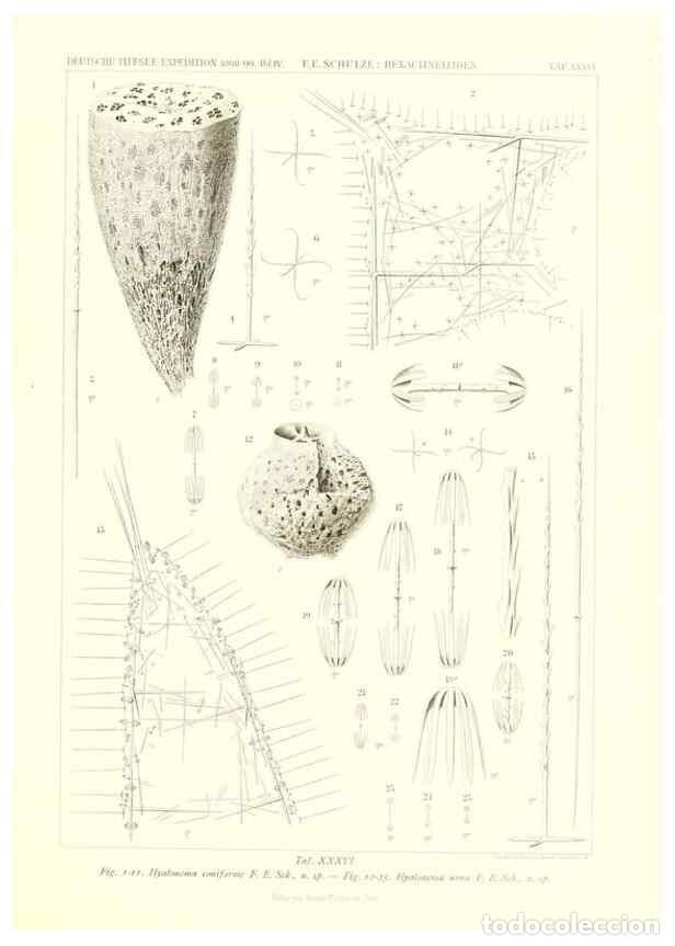 Sammeln von Zeitschriften und Zeitungen: Reproducci&oacute;n/Reproduction 49484255603: Wissenschaftliche Ergebnisse der Deutschen Tiefsee-Expedition