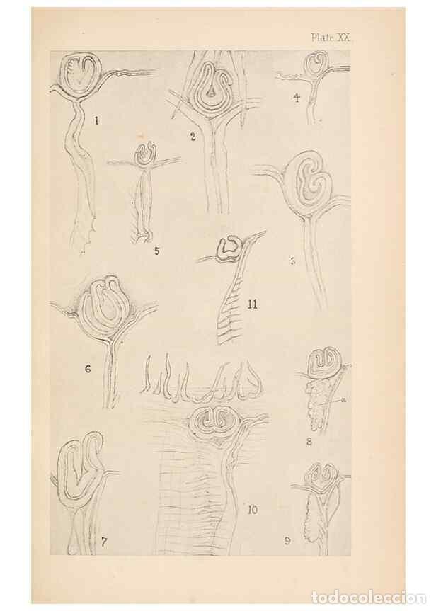 Sammeln von Zeitschriften und Zeitungen: Reproducci&oacute;n/Reproduction 49488381111: The British Tunicata;. London,Printed for the Ray society,190