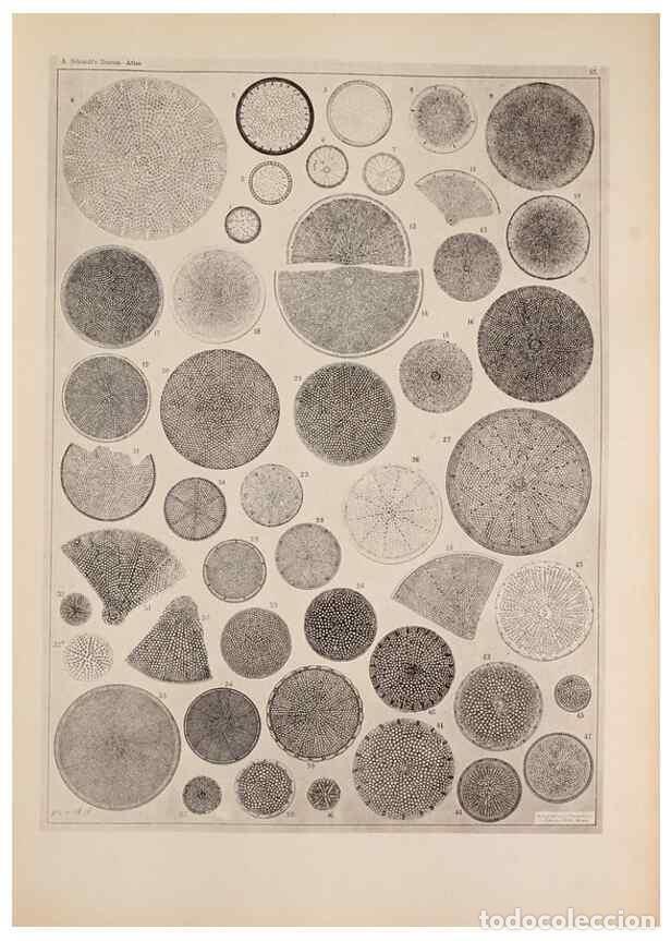 Sammeln von Zeitschriften und Zeitungen: Reproducci&oacute;n/Reproduction 49389857817: Atlas der Diatomaceen-Kunde /. Leipzig :O.R. Reisland,[1874-1