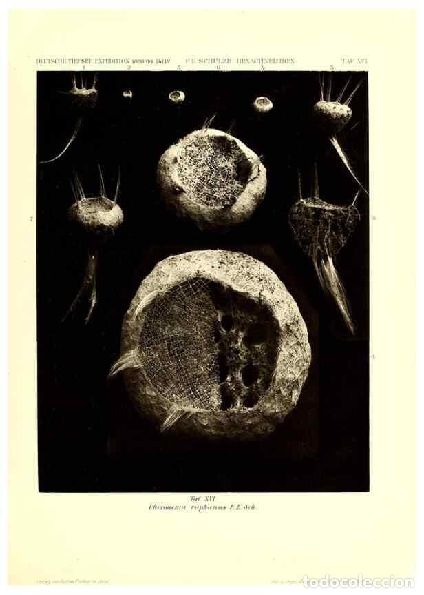 Sammeln von Zeitschriften und Zeitungen: Reproducci&oacute;n/Reproduction 49484740501: Wissenschaftliche Ergebnisse der Deutschen Tiefsee-Expedition