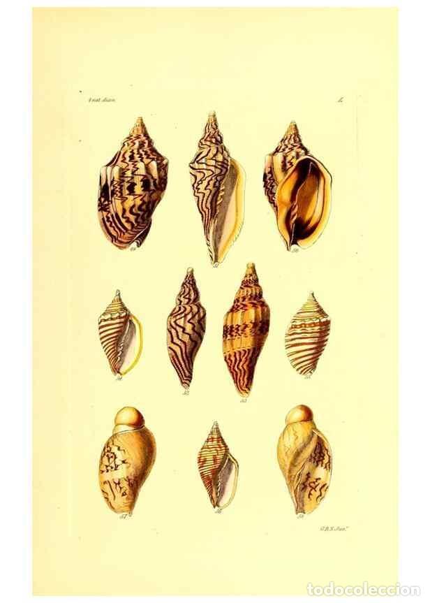 Sammeln von Zeitschriften und Zeitungen: Reproducci&oacute;n/Reproduction 49491341988: Thesaurus conchyliorum, or, Monographs of genera of shells. L