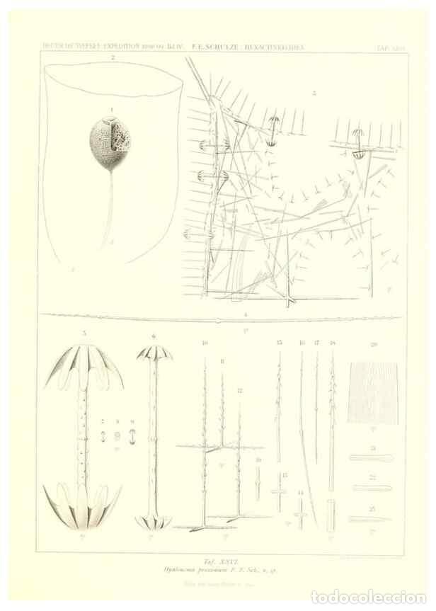 Sammeln von Zeitschriften und Zeitungen: Reproducci&oacute;n/Reproduction 49484252218: Wissenschaftliche Ergebnisse der Deutschen Tiefsee-Expedition