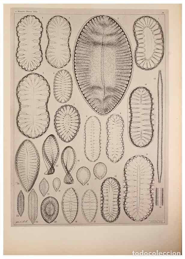 Sammeln von Zeitschriften und Zeitungen: Reproducci&oacute;n/Reproduction 49389857552: Atlas der Diatomaceen-Kunde /. Leipzig :O.R. Reisland,[1874-1