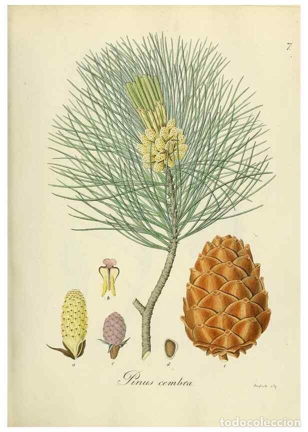 Sammeln von Zeitschriften und Zeitungen: Reproducci&oacute;n/Reproduction 49298882672: Vollst&auml;ndige Naturgeschichte der forstlichen Culturpflanzen D