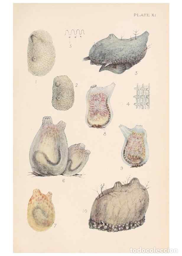 Sammeln von Zeitschriften und Zeitungen: Reproducci&oacute;n/Reproduction 49487882193: The British Tunicata;. London,Printed for the Ray society,190