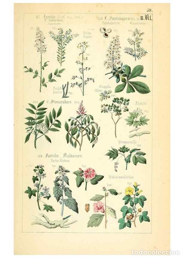 Sammeln von Zeitschriften und Zeitungen: Reproducci&oacute;n/Reproduction 49269052268: Popul&auml;re Botanik. Stuttgart,Krais & Hoffmann,1857.. - Schmidl