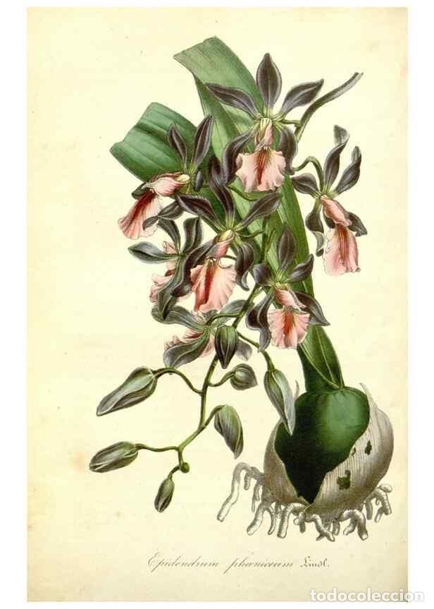 Sammeln von Zeitschriften und Zeitungen: Reproducci&oacute;n/Reproduction 49492253576: Flore des serres et des jardins de l'Europe. A Gand :chez Lou