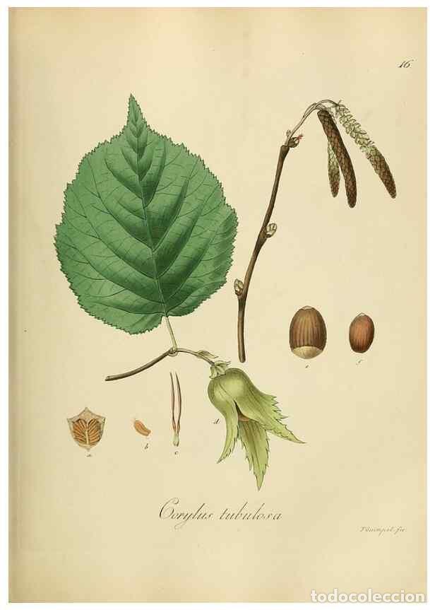 Sammeln von Zeitschriften und Zeitungen: Reproducci&oacute;n/Reproduction 49298885372: Vollst&auml;ndige Naturgeschichte der forstlichen Culturpflanzen D