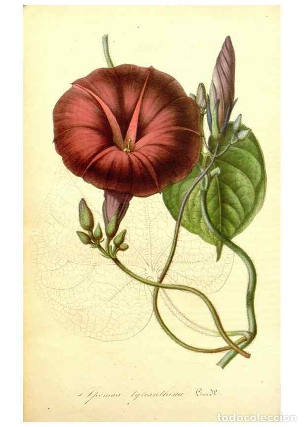 Sammeln von Zeitschriften und Zeitungen: Reproducci&oacute;n/Reproduction 49492458452: Flore des serres et des jardins de l'Europe. A Gand :chez Lou