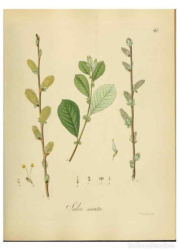 Sammeln von Zeitschriften und Zeitungen: Reproducci&oacute;n/Reproduction 49298688821: Vollst&auml;ndige Naturgeschichte der forstlichen Culturpflanzen D