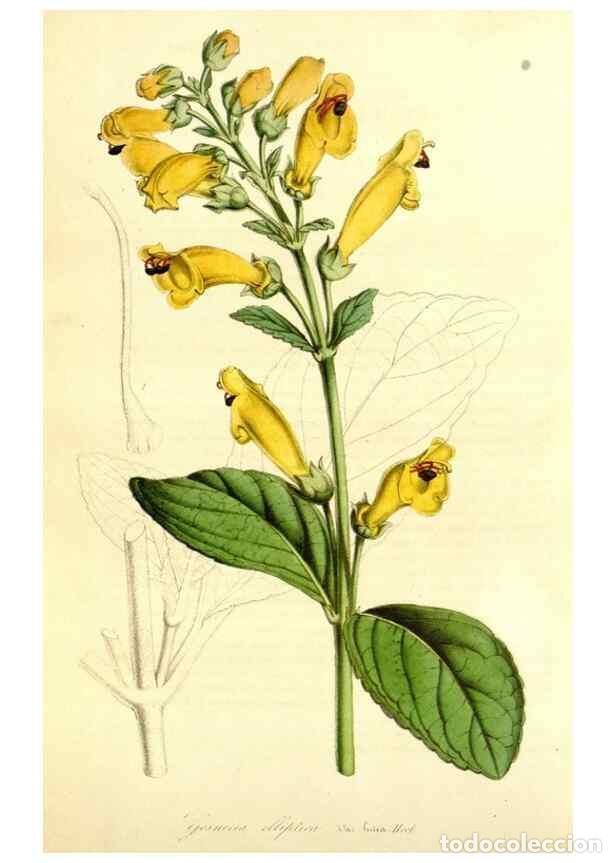 Collection Magazines and Newspapers: Reproducci&oacute;n/Reproduction 49492263046: Flore des serres et des jardins de l'Europe. A Gand :chez Lou