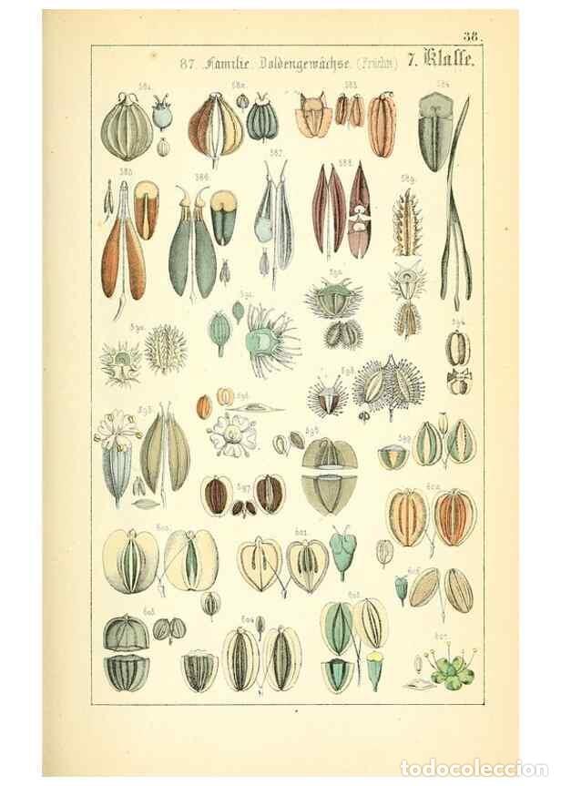 Collection Magazines and Newspapers: Reproducci&oacute;n/Reproduction 49269505446: Popul&auml;re Botanik. Stuttgart,Krais & Hoffmann,1857.. - Schmidl