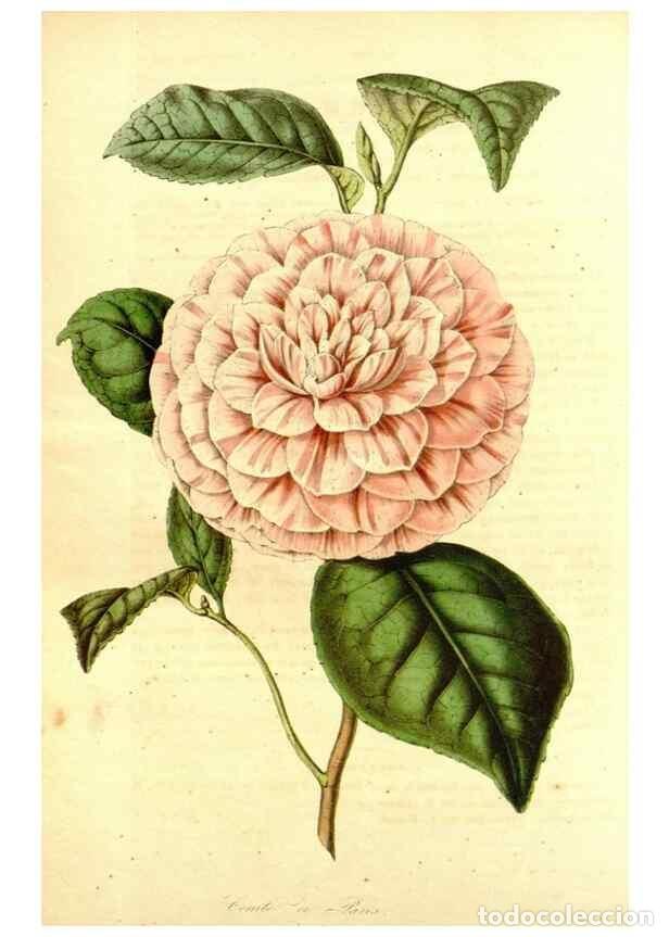 Collection Magazines and Newspapers: Reproducci&oacute;n/Reproduction 49492260011: Flore des serres et des jardins de l'Europe. A Gand :chez Lou