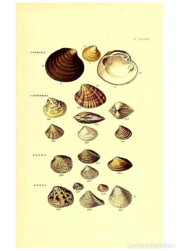 Collection Magazines and Newspapers: Reproducci&oacute;n/Reproduction 49492141257: Thesaurus conchyliorum, or, Monographs of genera of shells. L