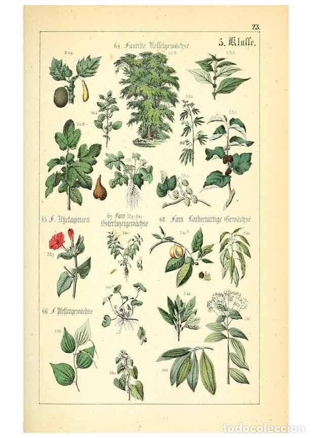 Collection Magazines and Newspapers: Reproducci&oacute;n/Reproduction 49269038113: Popul&auml;re Botanik. Stuttgart,Krais & Hoffmann,1857.. - Schmidl