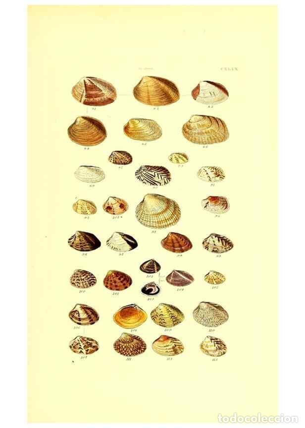 Collection Magazines and Newspapers: Reproducci&oacute;n/Reproduction 49491926921: Thesaurus conchyliorum, or, Monographs of genera of shells. L