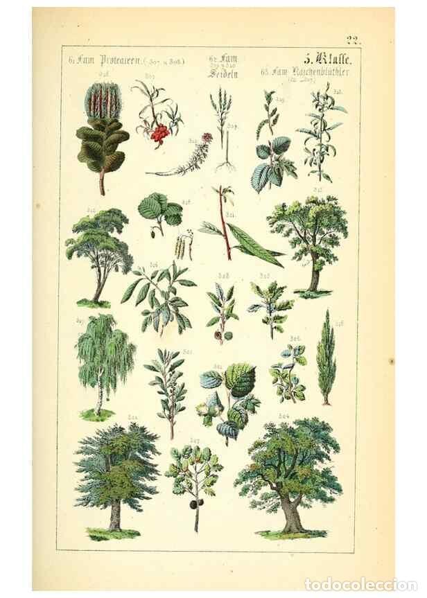 Collection Magazines and Newspapers: Reproducci&oacute;n/Reproduction 49269699227: Popul&auml;re Botanik. Stuttgart,Krais & Hoffmann,1857.. - Schmidl