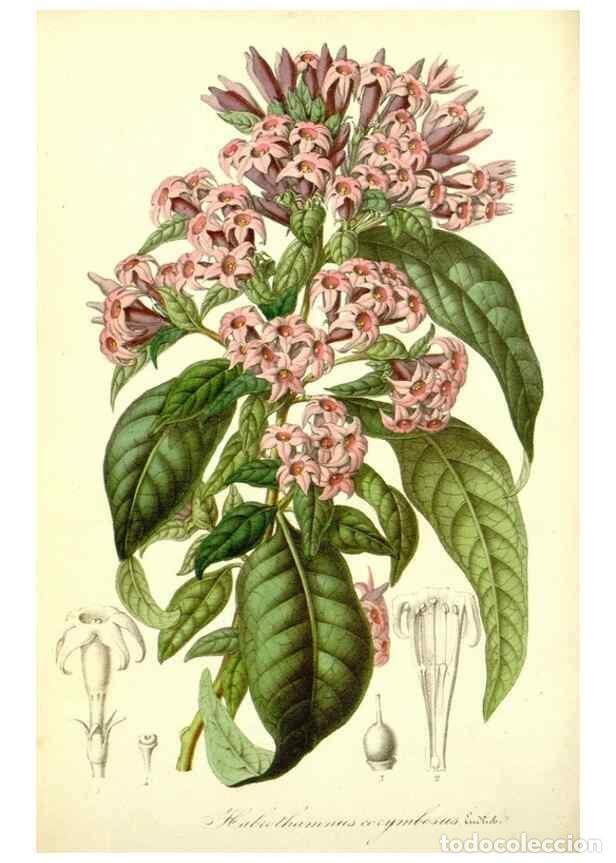 Sammeln von Zeitschriften und Zeitungen: Reproducci&oacute;n/Reproduction 49492247851: Flore des serres et des jardins de l'Europe. A Gand :chez Lou