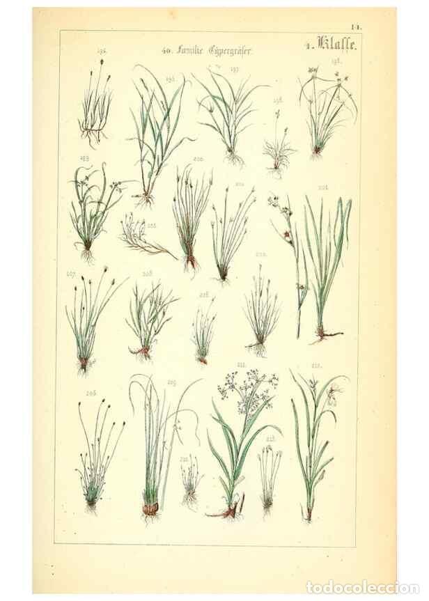 Sammeln von Zeitschriften und Zeitungen: Reproducci&oacute;n/Reproduction 49269496156: Popul&auml;re Botanik. Stuttgart,Krais & Hoffmann,1857.. - Schmidl