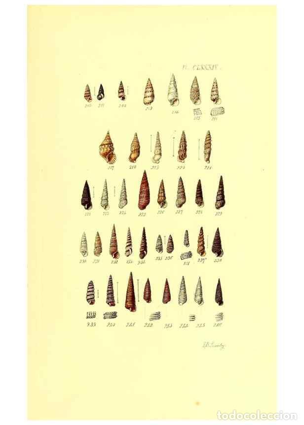 Sammeln von Zeitschriften und Zeitungen: Reproducci&oacute;n/Reproduction 49492145152: Thesaurus conchyliorum, or, Monographs of genera of shells. L