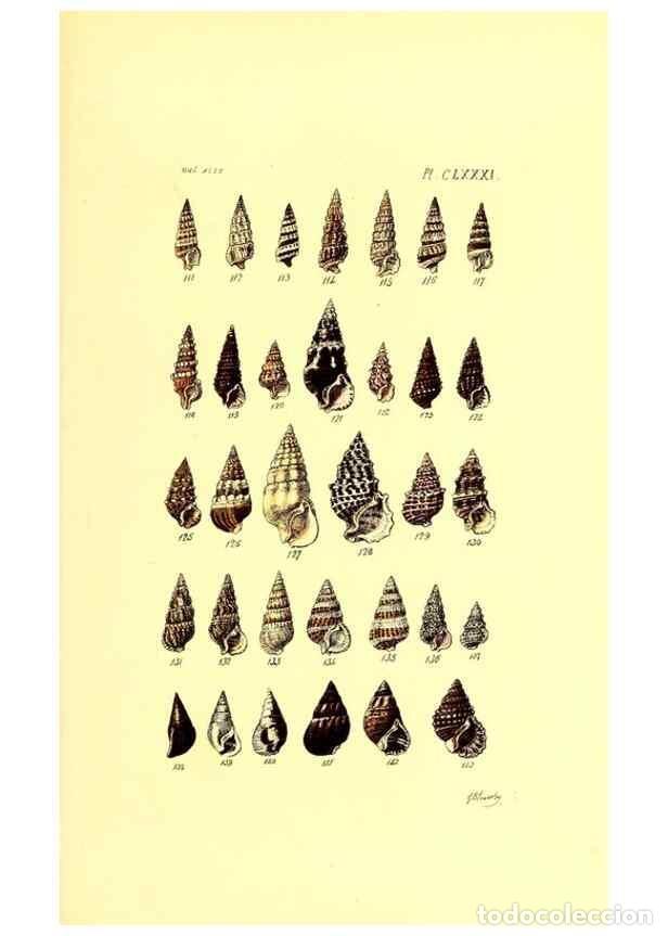 Sammeln von Zeitschriften und Zeitungen: Reproducci&oacute;n/Reproduction 49491935041: Thesaurus conchyliorum, or, Monographs of genera of shells. L