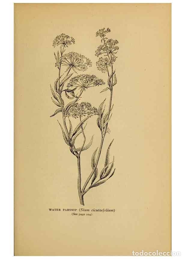 Sammeln von Zeitschriften und Zeitungen: Reproducci&oacute;n/Reproduction 49303699958: Harper's guide to wild flowers,. New York,Harper,1912.. - Cre