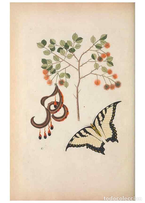 Sammeln von Zeitschriften und Zeitungen: Reproducci&oacute;n/Reproduction 49456728508: The natural history of Carolina, Florida, and the Bahama Isla