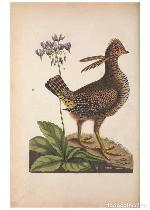 Sammeln von Zeitschriften und Zeitungen: Reproducci&oacute;n/Reproduction 49457435172: The natural history of Carolina, Florida, and the Bahama Isla