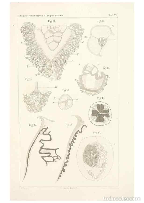 Sammeln von Zeitschriften und Zeitungen: Reproducci&oacute;n/Reproduction 49460124877: Brasilische Pilzblumen.. Jena,G. Fischer,1895.. - M&ouml;ller, Alf