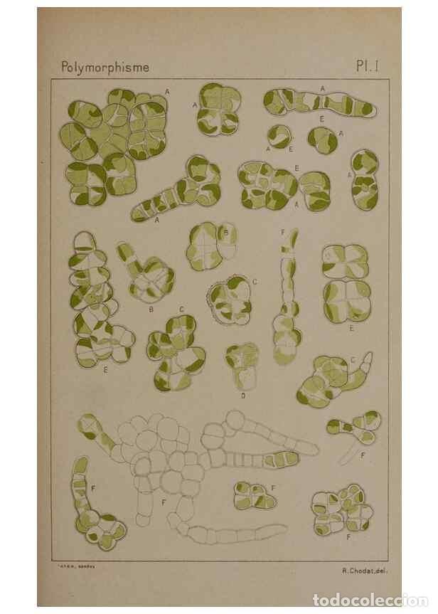 Collectionnisme de Revues et Journaux: Reproducci&oacute;n/Reproduction 49298902846: &Eacute;tude critique et exp&eacute;rimentale sur le polymorphisme des algu