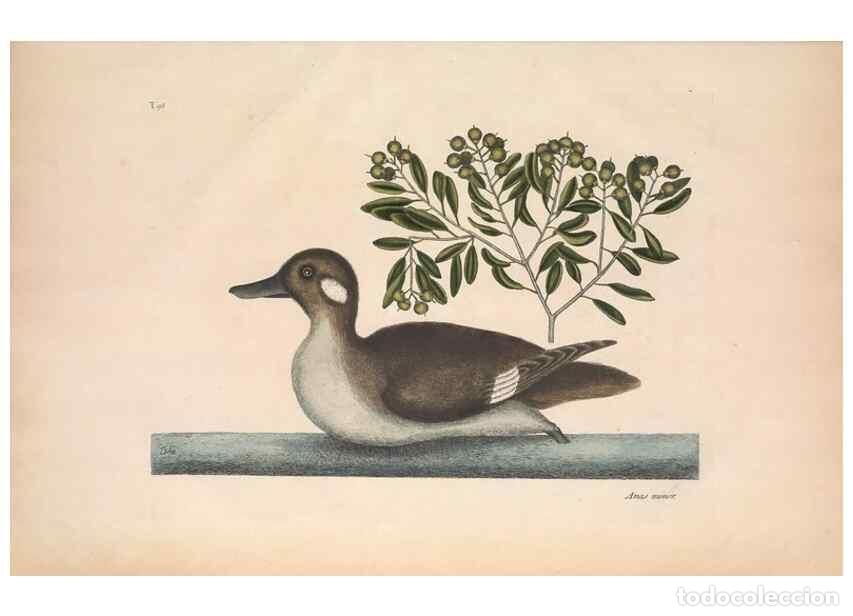 Collectionnisme de Revues et Journaux: Reproducci&oacute;n/Reproduction 49457118177: The natural history of Carolina, Florida, and the Bahama Isla