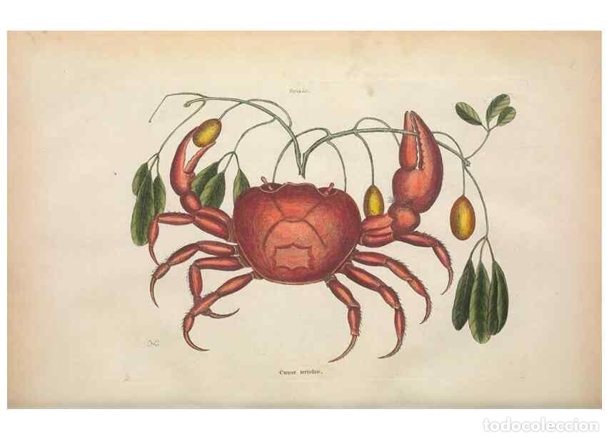 Collectionnisme de Revues et Journaux: Reproducci&oacute;n/Reproduction 49456710098: The natural history of Carolina, Florida, and the Bahama Isla