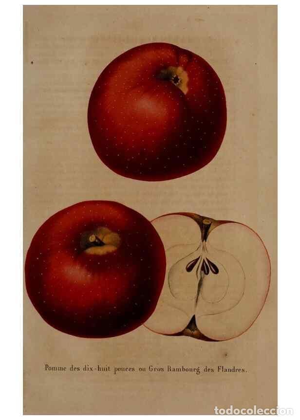 Collectionnisme de Revues et Journaux: Reproducci&oacute;n/Reproduction 49264296948: Belgique horticole.. Li&eacute;ge.. - Morren, Charles,