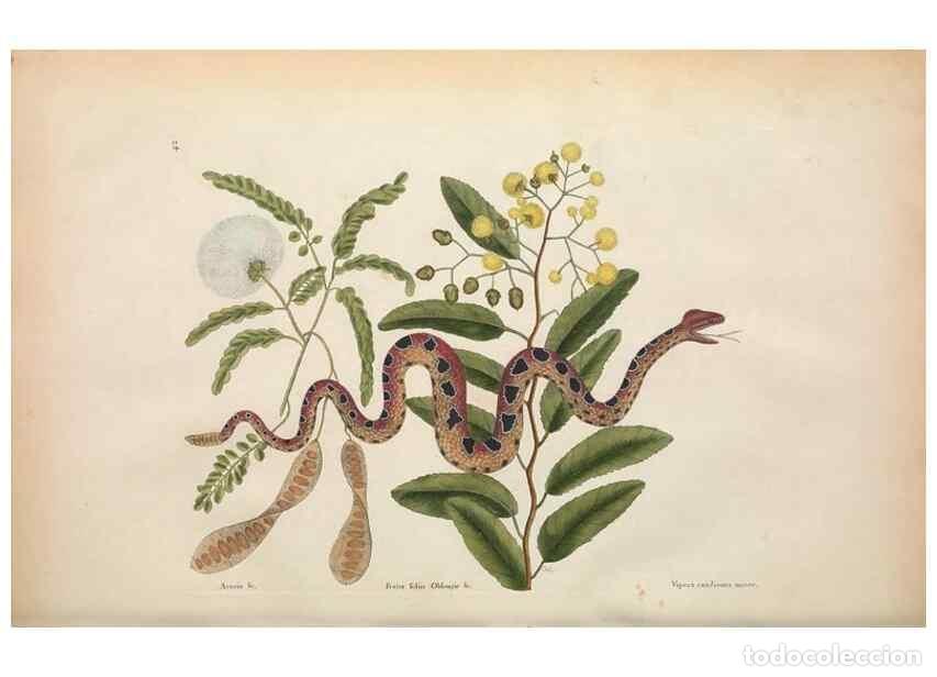 Collectionnisme de Revues et Journaux: Reproducci&oacute;n/Reproduction 49457418142: The natural history of Carolina, Florida, and the Bahama Isla