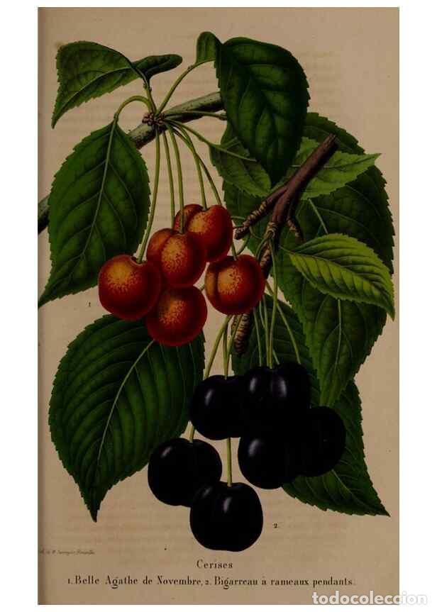 Collectionnisme de Revues et Journaux: Reproducci&oacute;n/Reproduction 49264295088: Belgique horticole.. Li&eacute;ge.. - Morren, Charles,