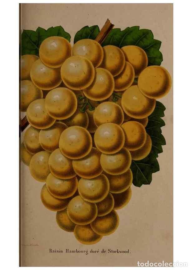 Collectionnisme de Revues et Journaux: Reproducci&oacute;n/Reproduction 49264947357: Belgique horticole.. Li&eacute;ge.. - Morren, Charles,