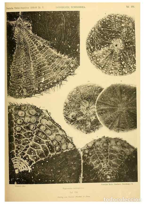 Collezionismo di Riviste e Giornali: Reproducci&oacute;n/Reproduction 49485083632: Wissenschaftliche Ergebnisse der Deutschen Tiefsee-Expedition