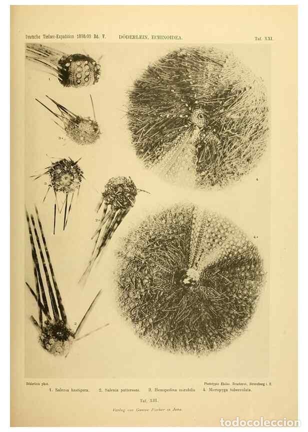 Collezionismo di Riviste e Giornali: Reproducci&oacute;n/Reproduction 49485085407: Wissenschaftliche Ergebnisse der Deutschen Tiefsee-Expedition