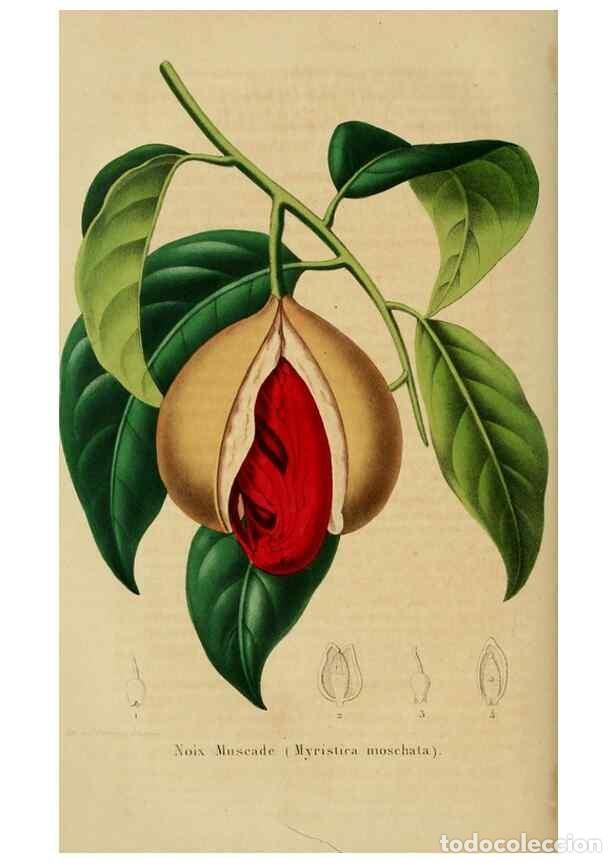 Collezionismo di Riviste e Giornali: Reproducci&oacute;n/Reproduction 49265085021: Belgique horticole.. Li&eacute;ge.. - Morren, Charles,